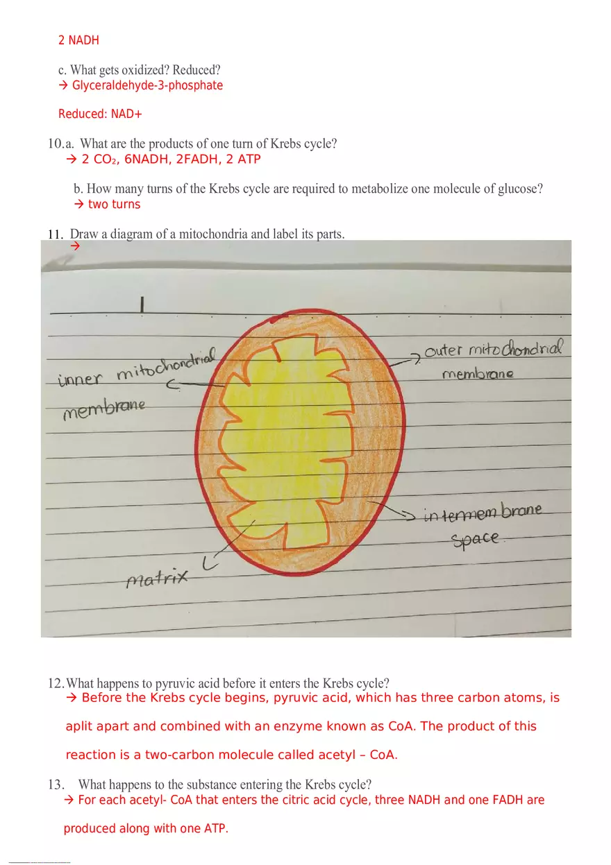 Cellular Respiration Questions - Page 3