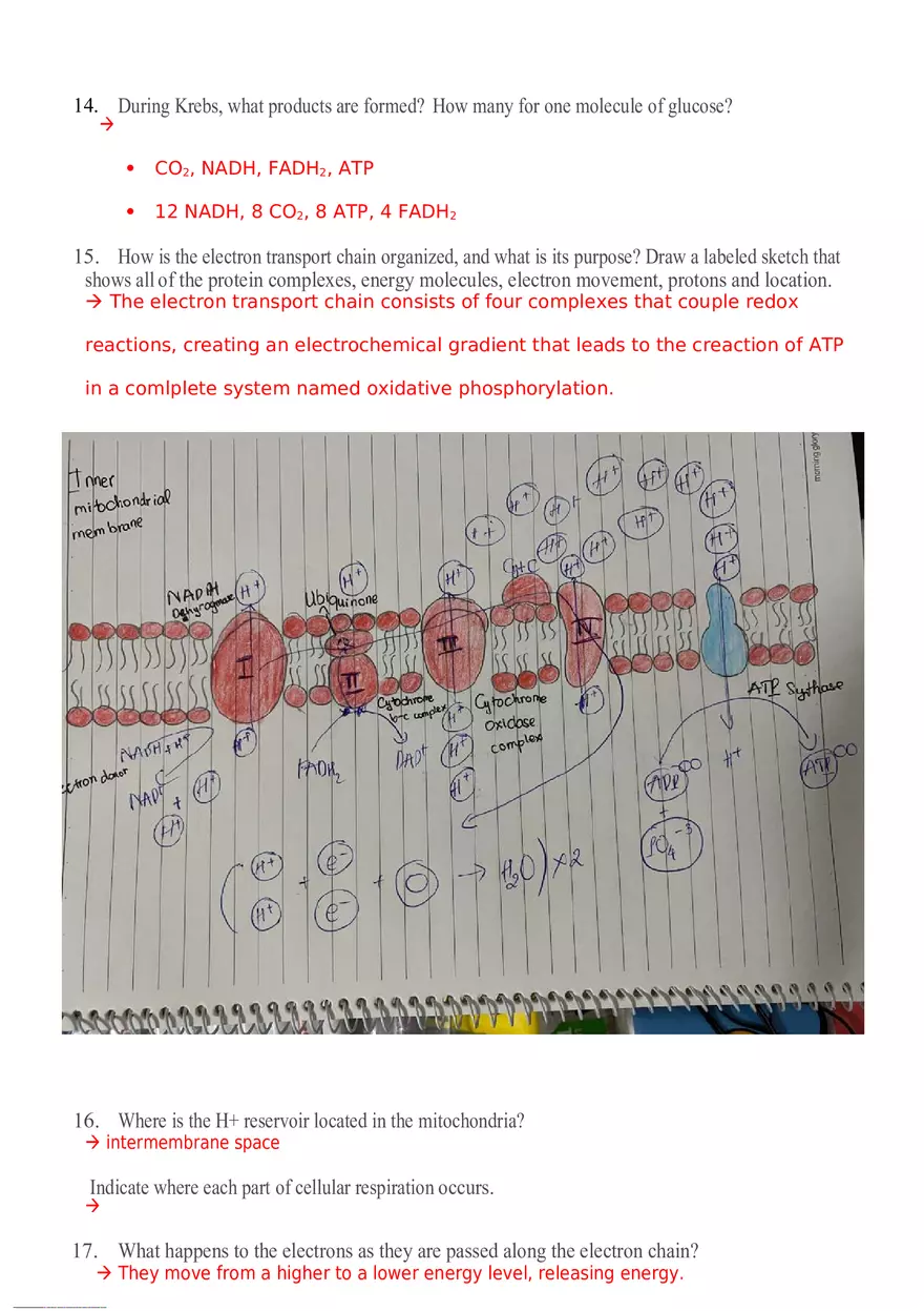 Cellular Respiration Questions - Page 4