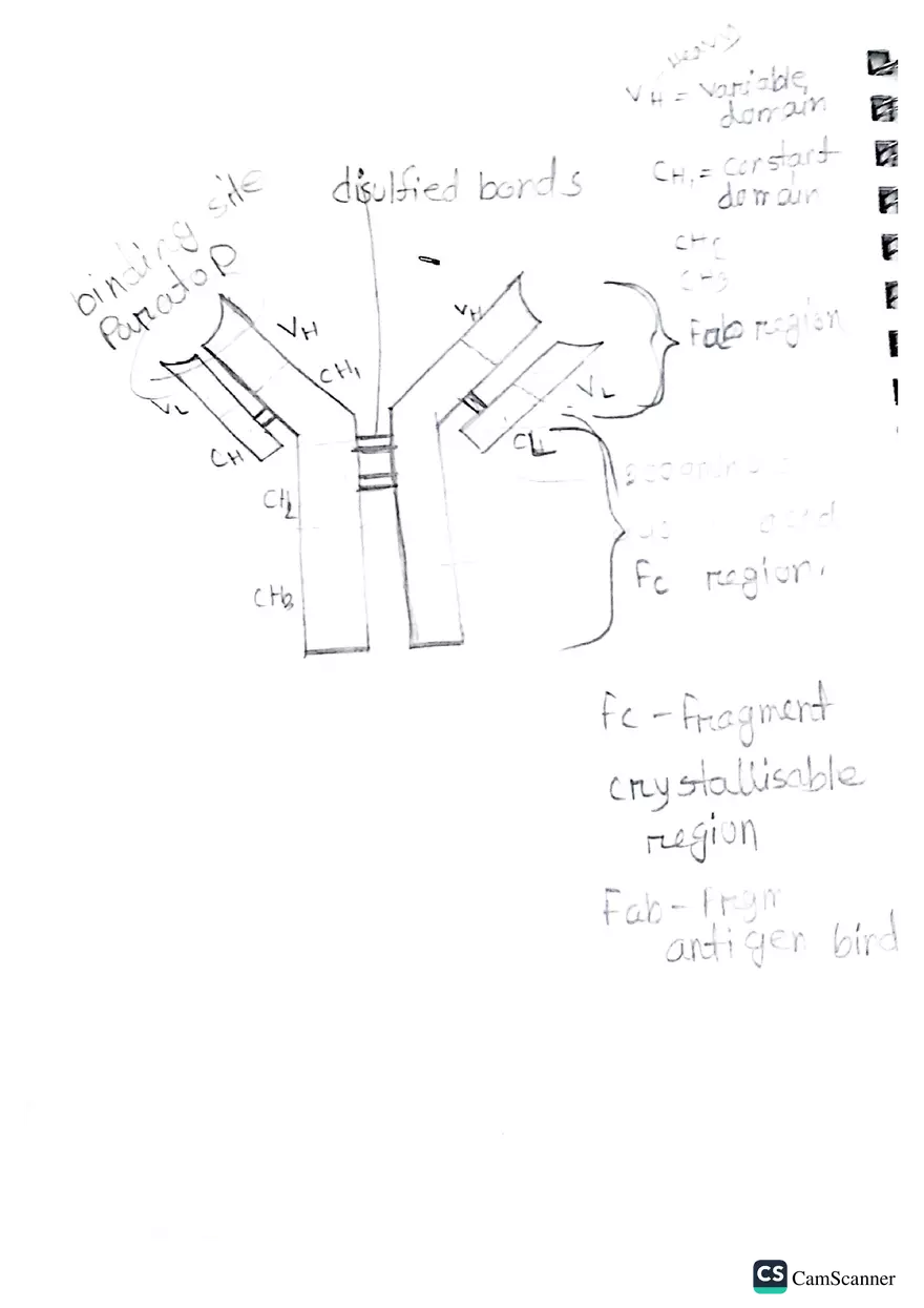 Imunnology Study Lecture Note - Page 19