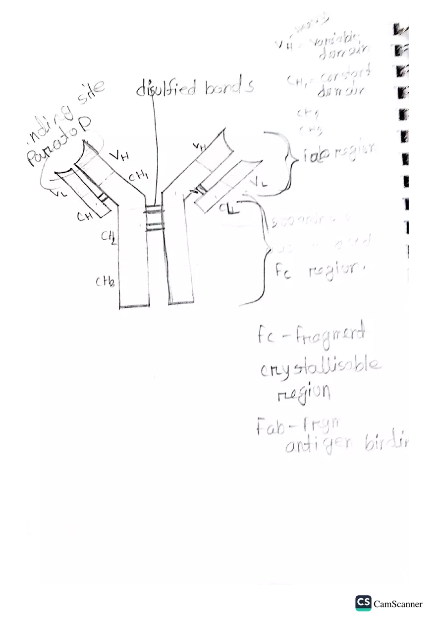 Imunnology Study Lecture Note - Page 21