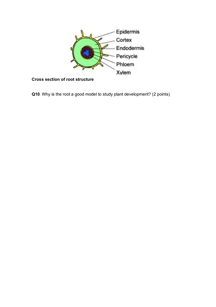 Lab 4 Plant Structure and Function - Page 10