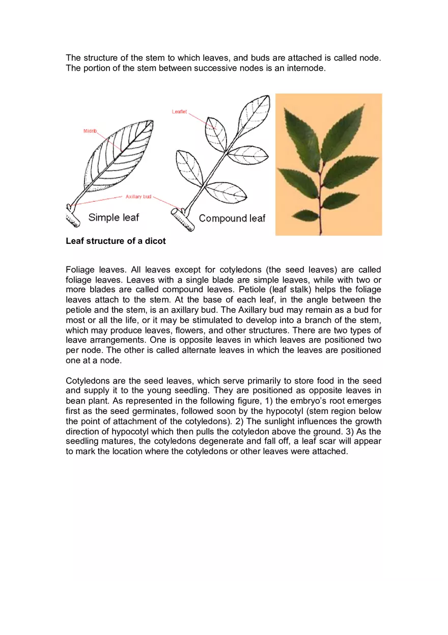 Lab 4 Plant Structure and Function - Page 2