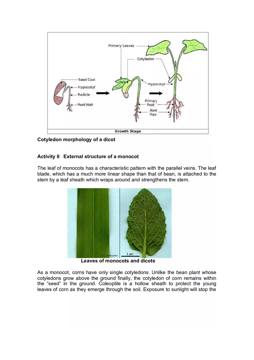 Lab 4 Plant Structure and Function - Page 3
