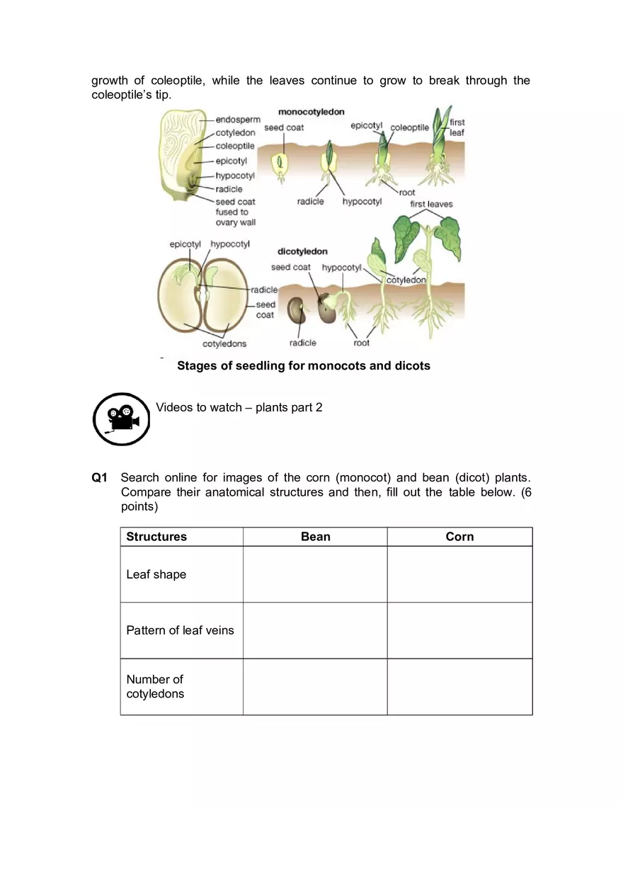 Lab 4 Plant Structure and Function - Page 4