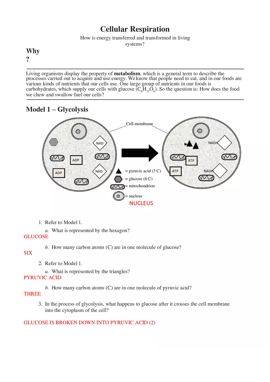 Cellular Respiration Answers - Page 1