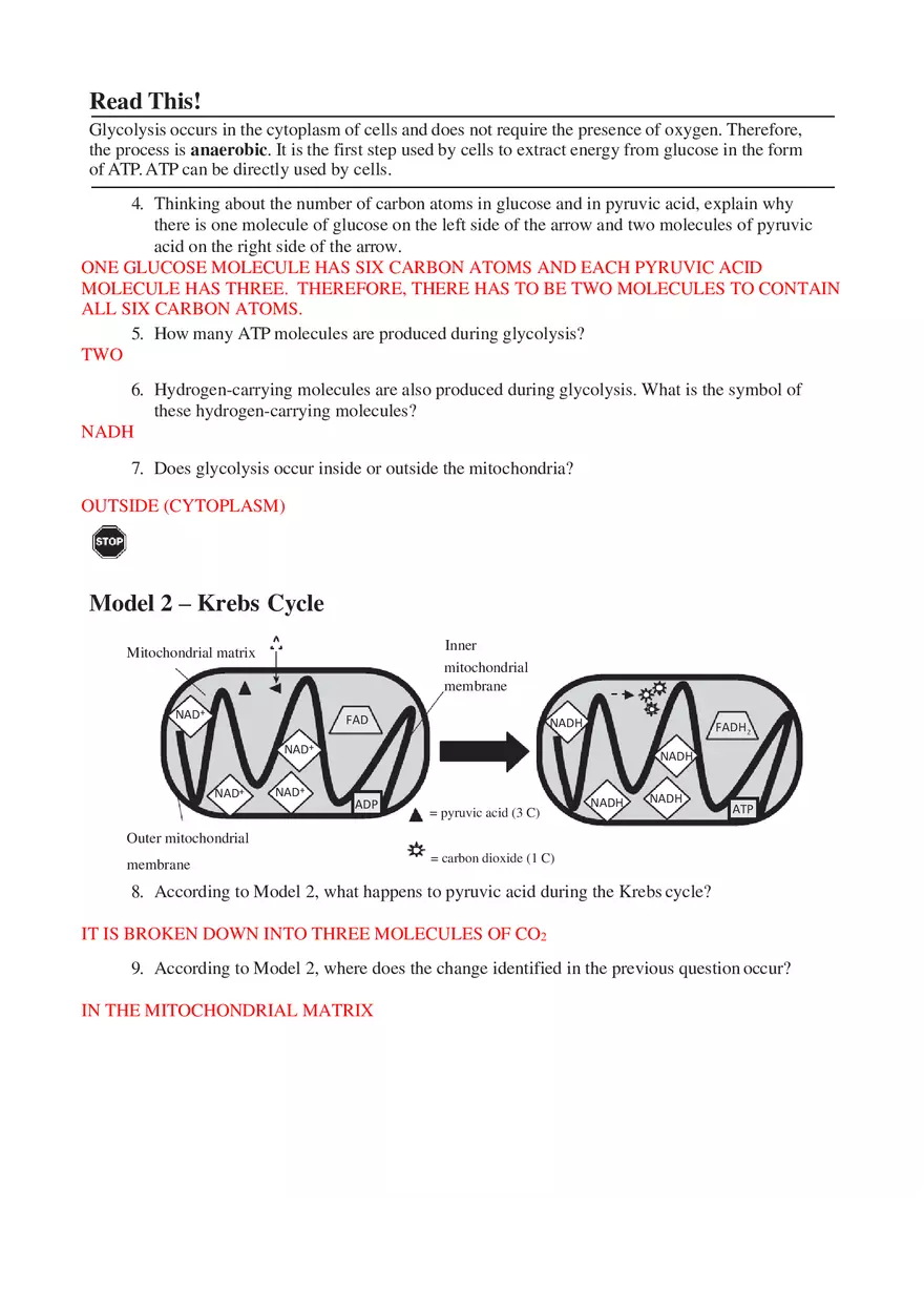 Cellular Respiration Answers - Page 2