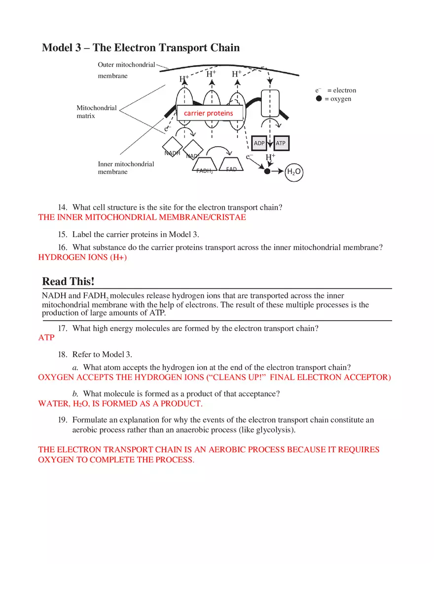 Cellular Respiration Answers - Page 4