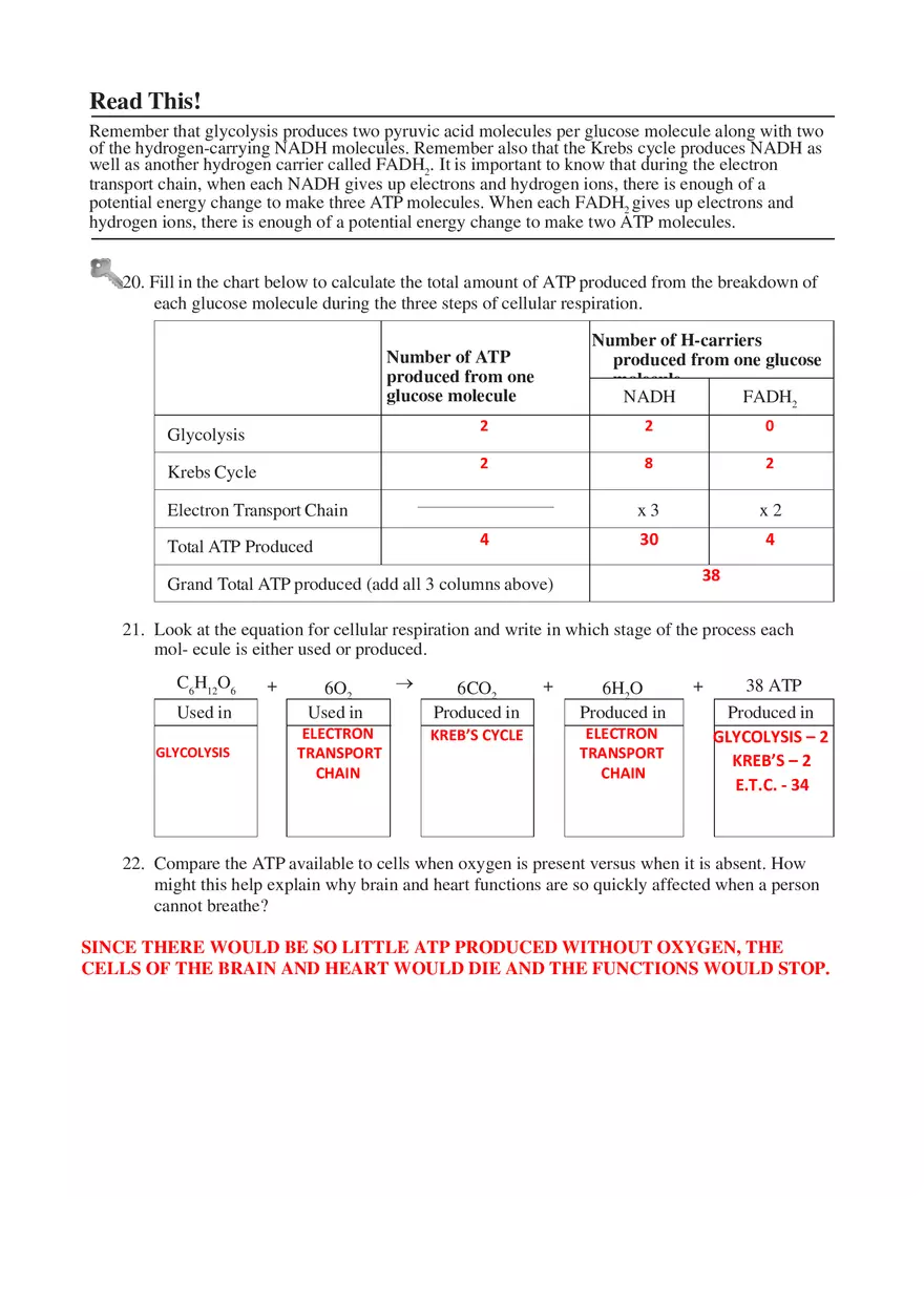 Cellular Respiration Answers - Page 5