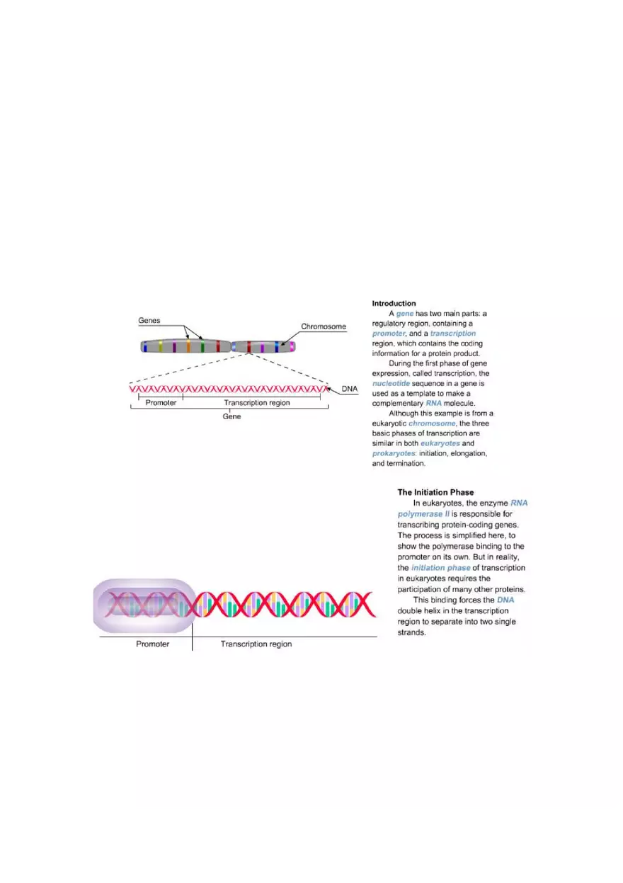 Mastering Biology Chapter 17 Assignment 7 - Page 8