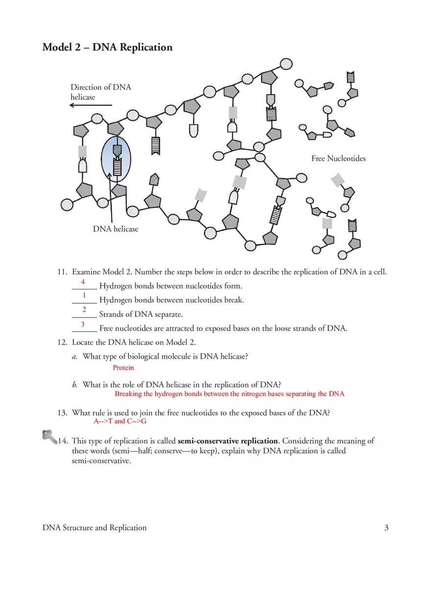 Model 2 DNA Replication - Page 1