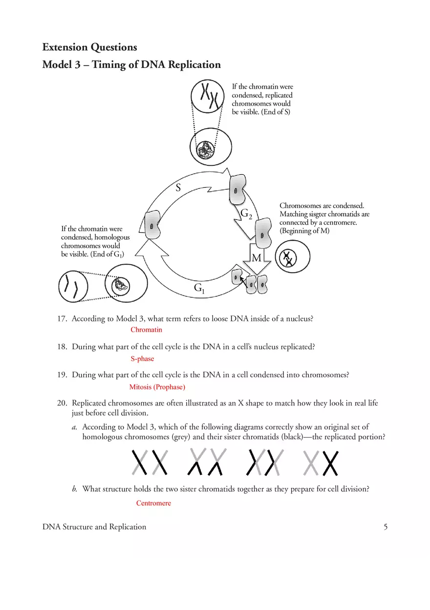 Model 2 DNA Replication - Page 3