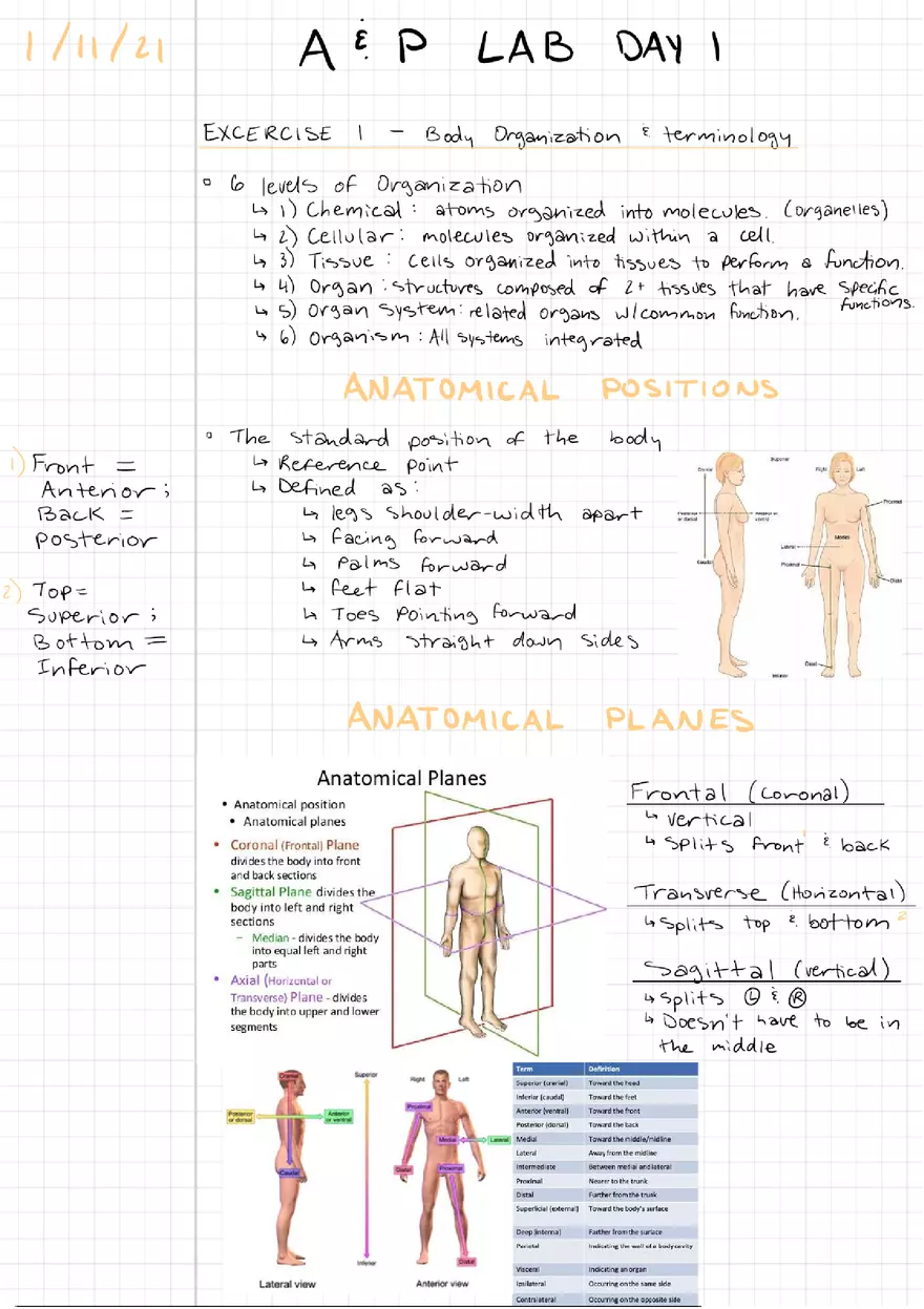 Exercise 1 - Body Organization and Terminology - Page 1