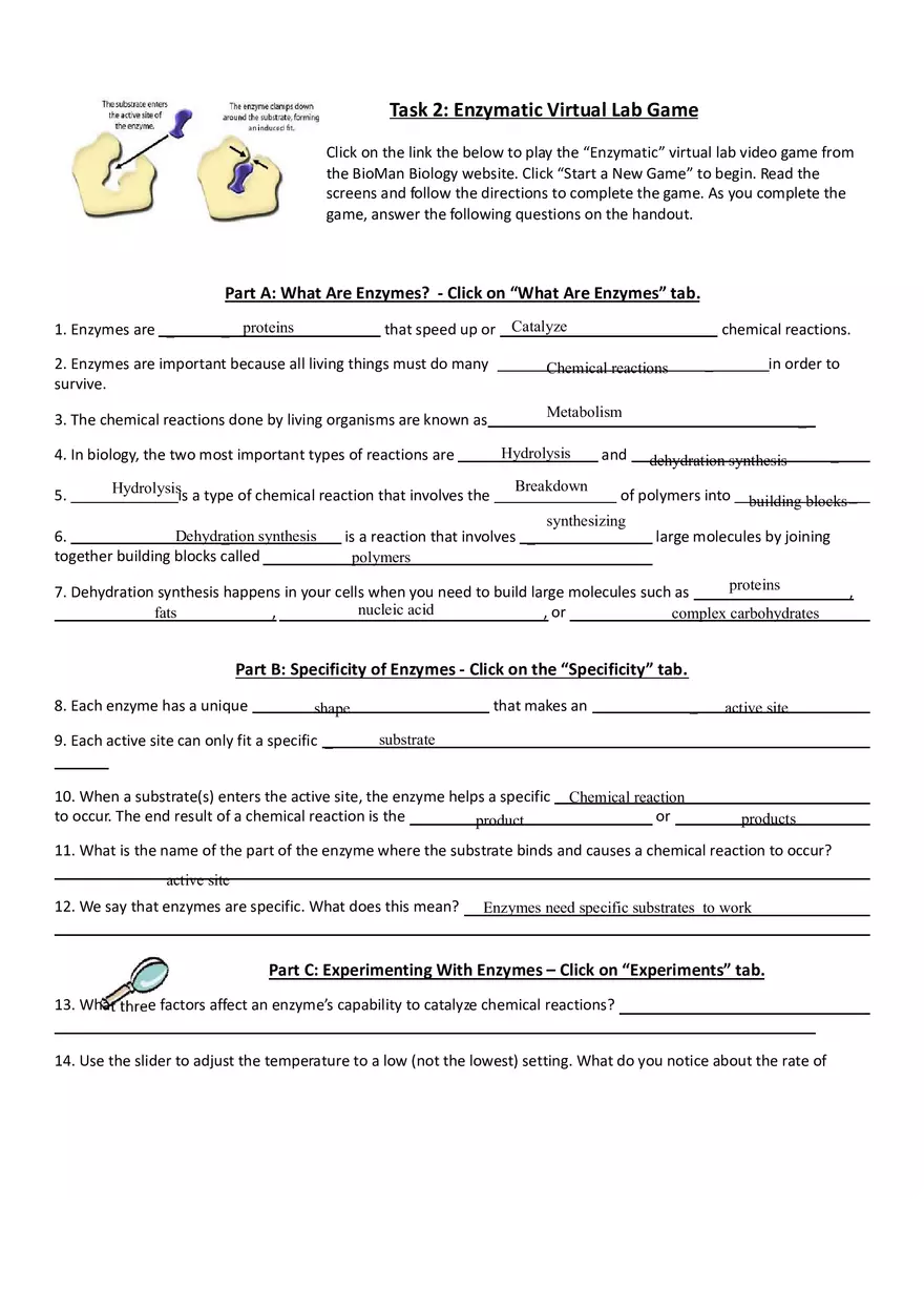 Enzymes Webquest Answer Key - Page 2