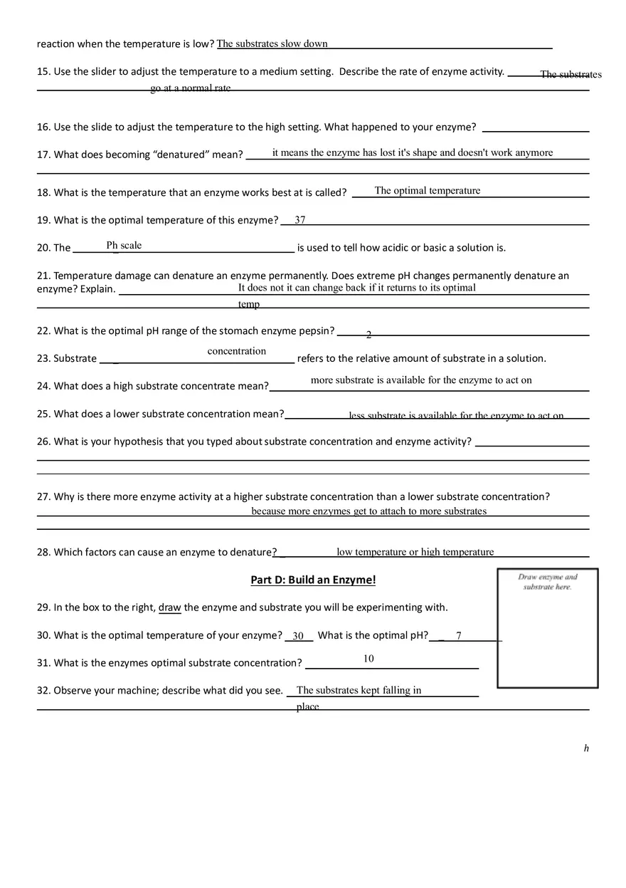 Enzymes Webquest Answer Key - Page 3