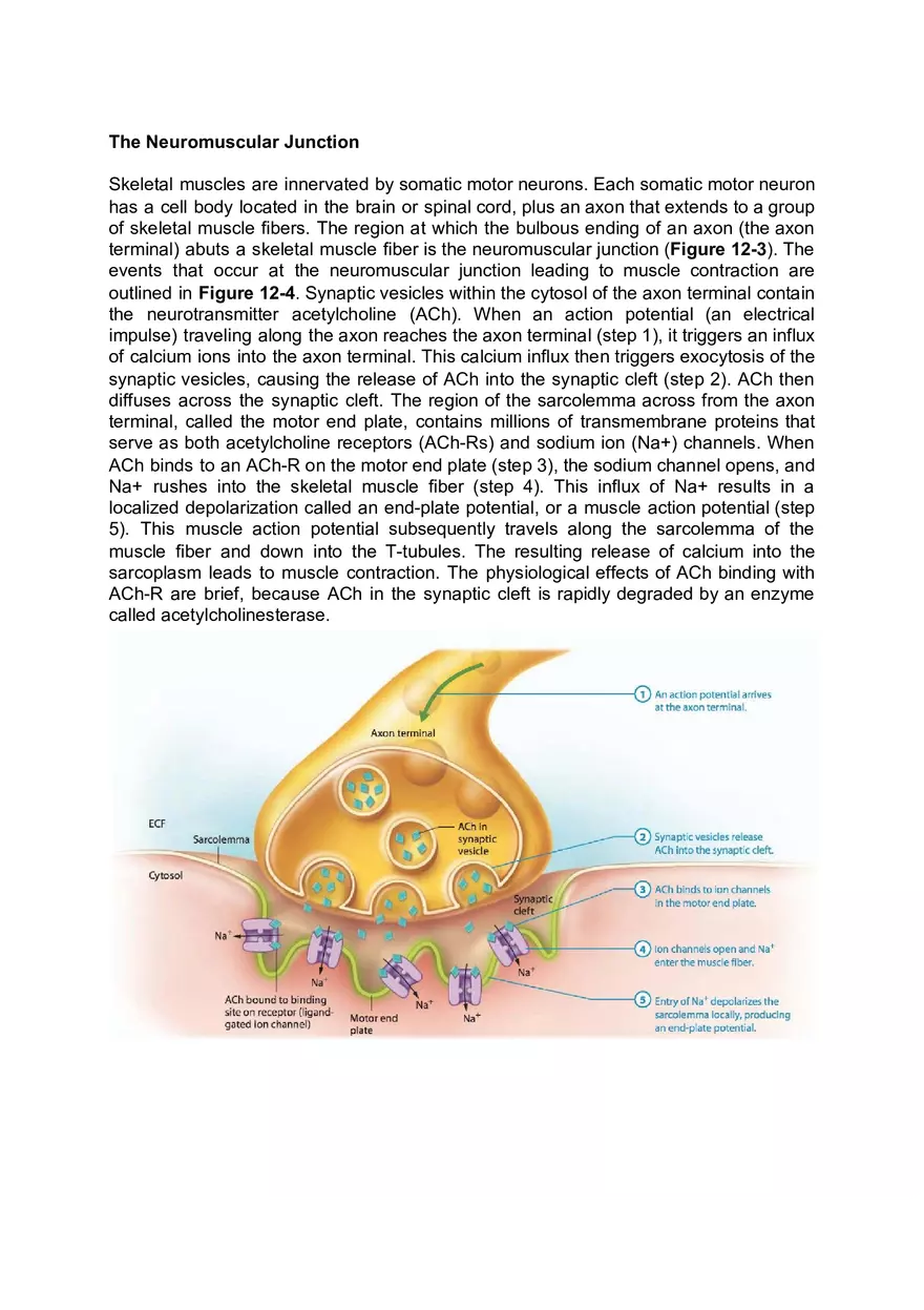 Intermediate Physiology Lab 5 Pre-lab Worksheet - Page 3