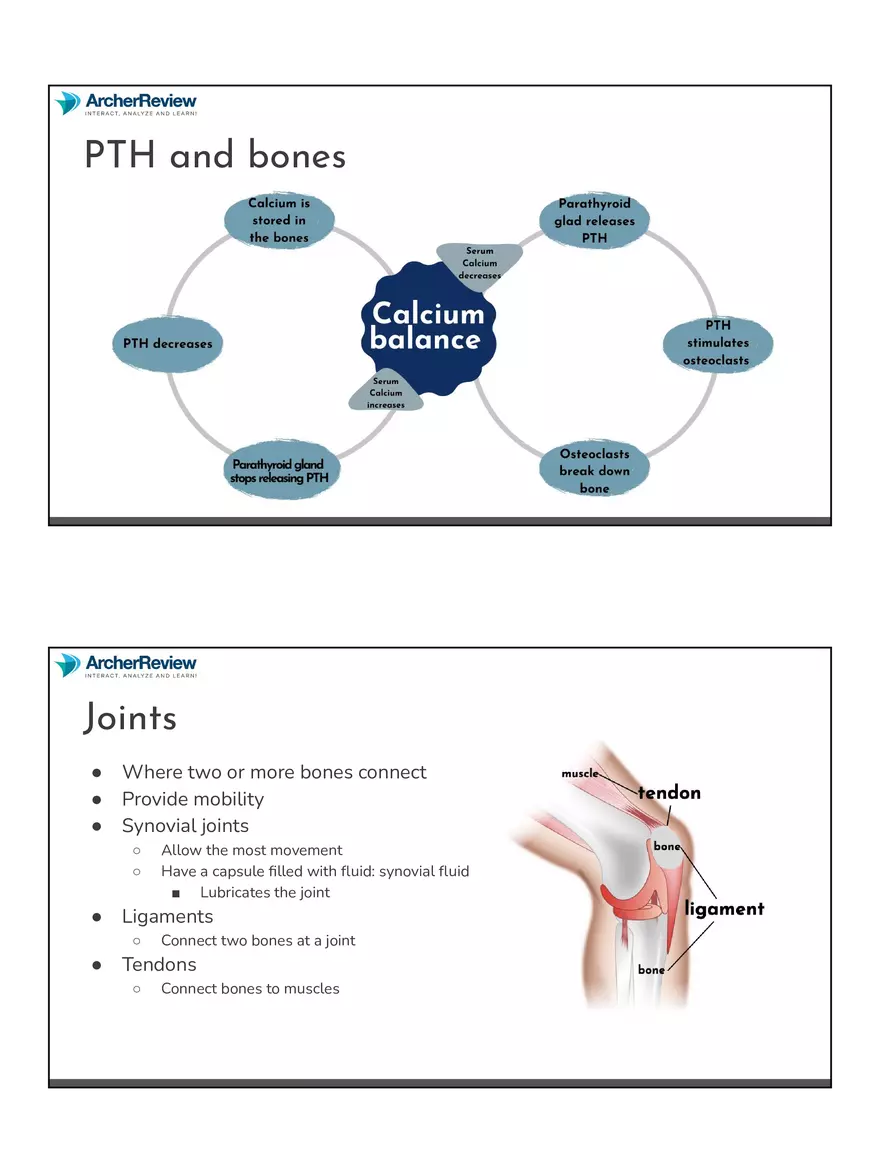 The Musculoskeletal System Notes - Page 13