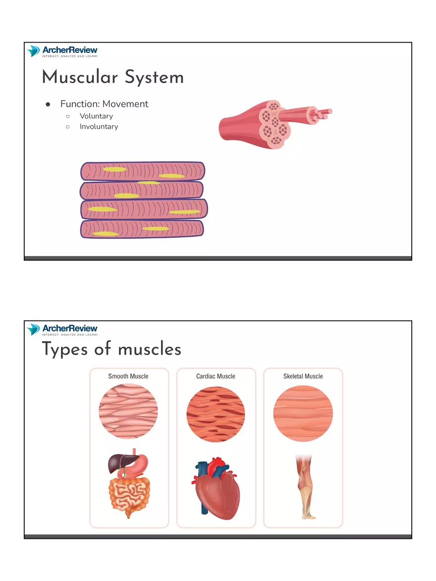 The Musculoskeletal System Notes - Page 24