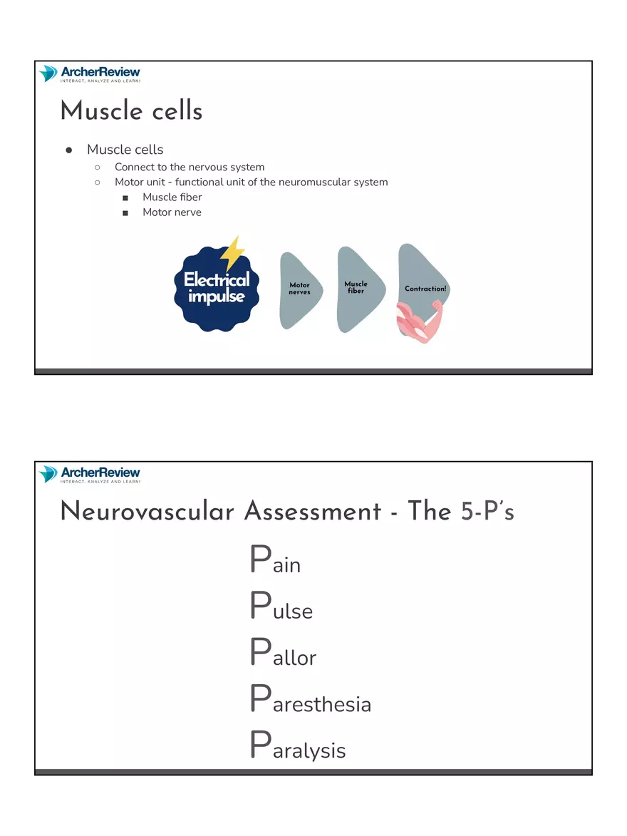 The Musculoskeletal System Notes - Page 29