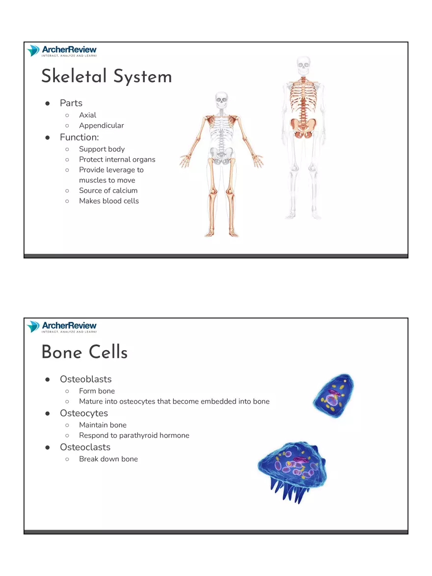 The Musculoskeletal System Notes - Page 2
