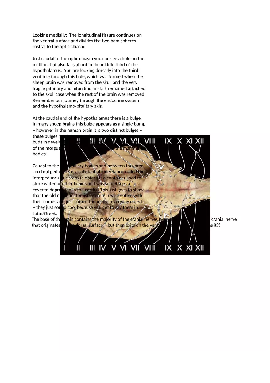 CNS Lab – Spinal Cord and Brain Features - Page 9