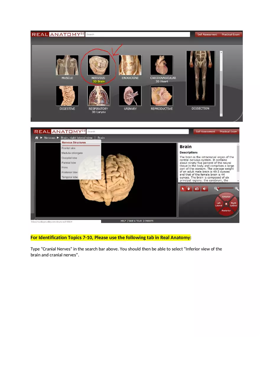 CNS Lab – Spinal Cord and Brain Features - Page 3