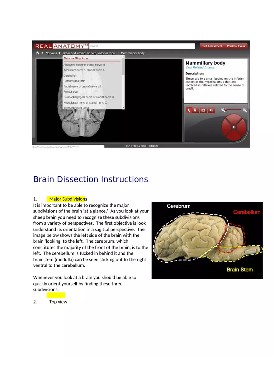 CNS Lab – Spinal Cord and Brain Features - Page 4