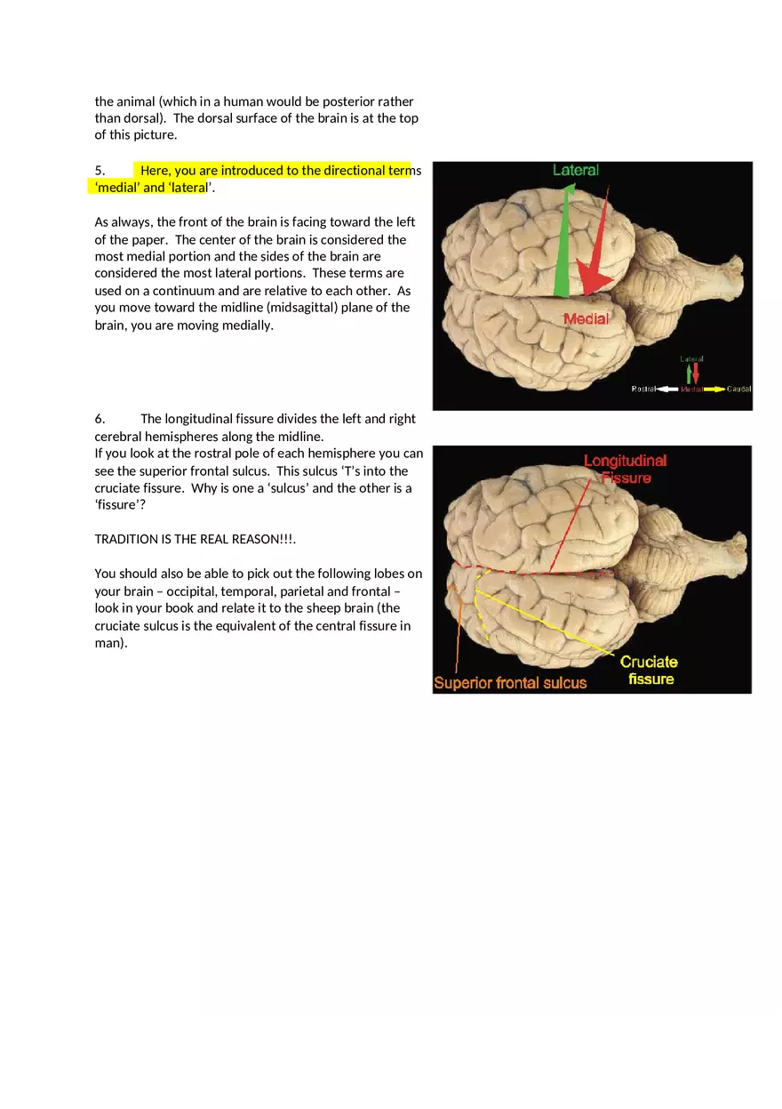 CNS Lab – Spinal Cord and Brain Features - Page 6
