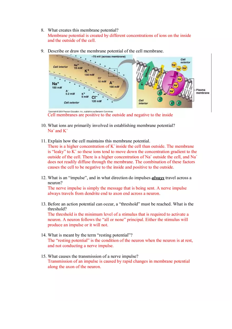 Nervous System Study Guide - Page 2