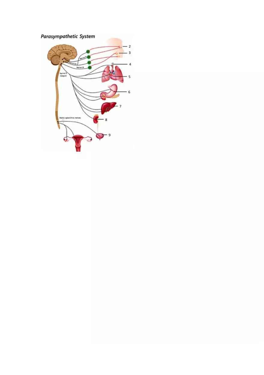 Nervous System Study Guide - Page 6