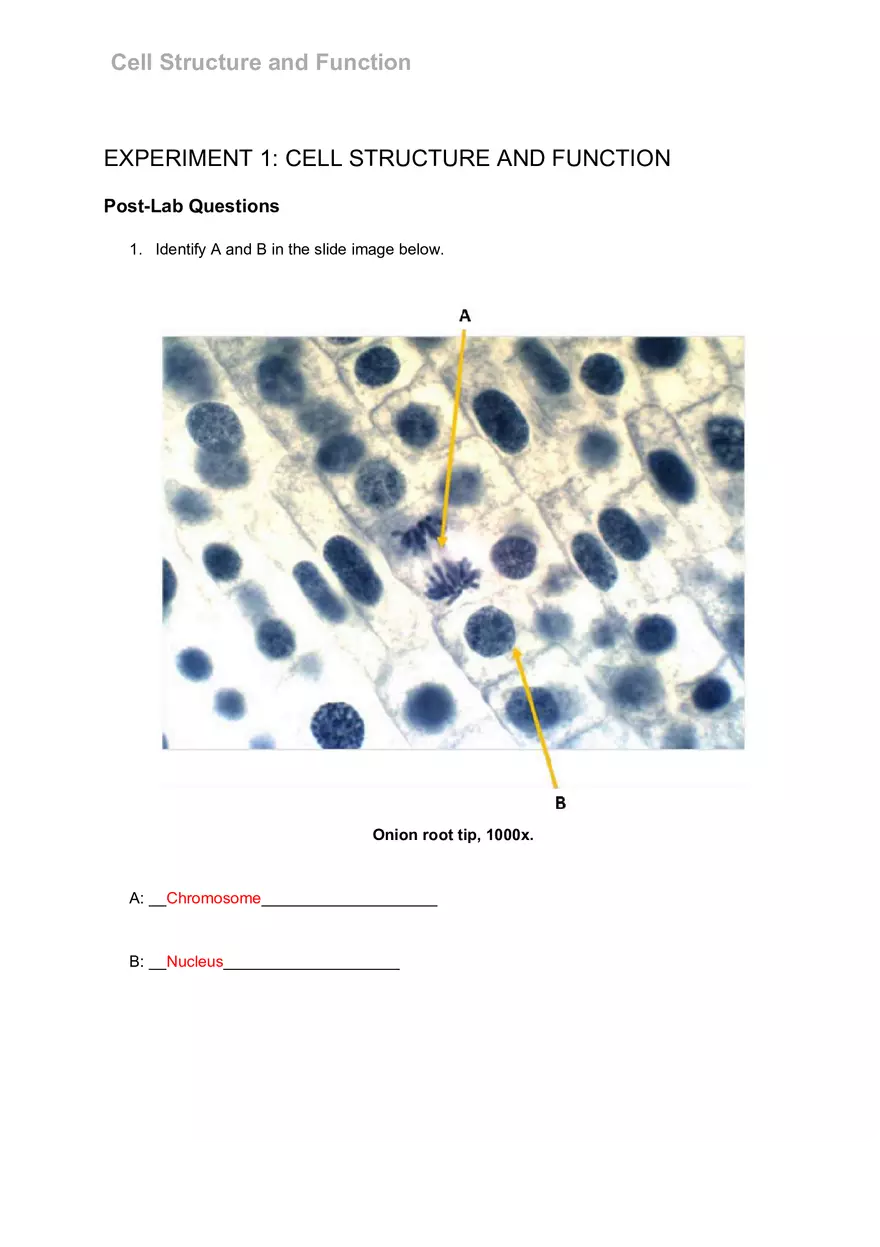 Cell Structure and Function Pre-lab Questions - Page 2