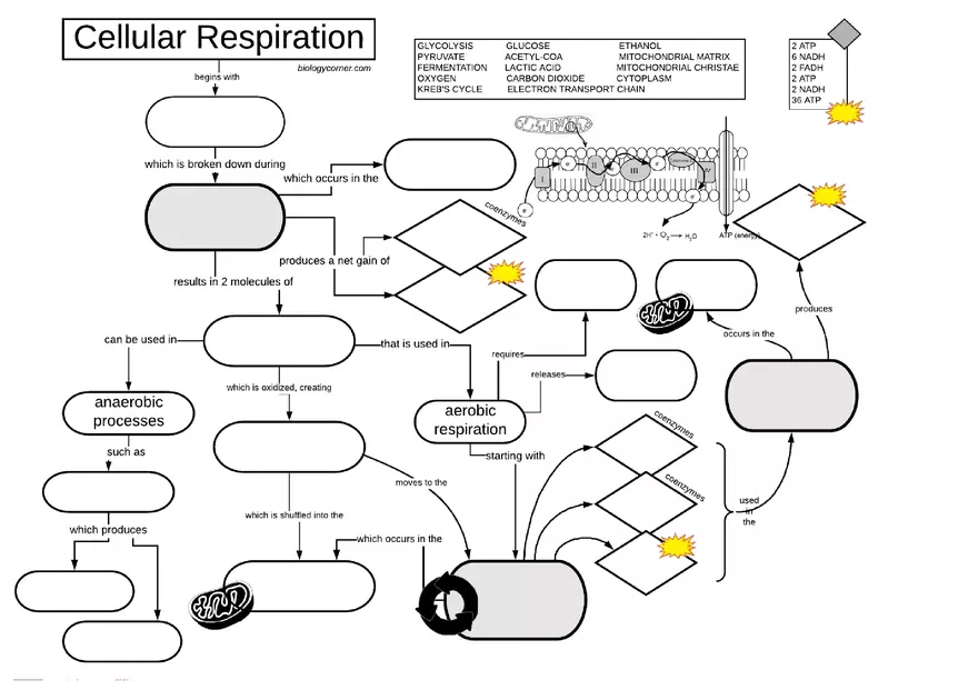 Cellular Respiration Graphic Organizer - Page 1