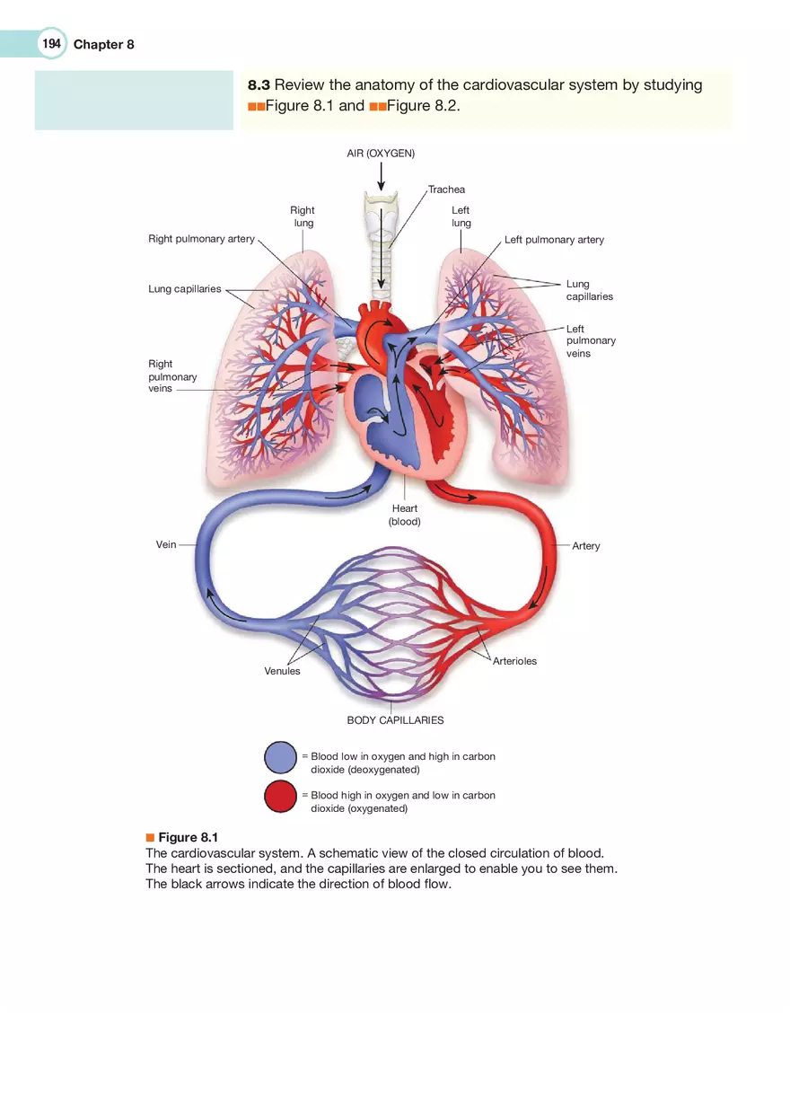 The Cardiovascular System Medical Terminology - Page 13