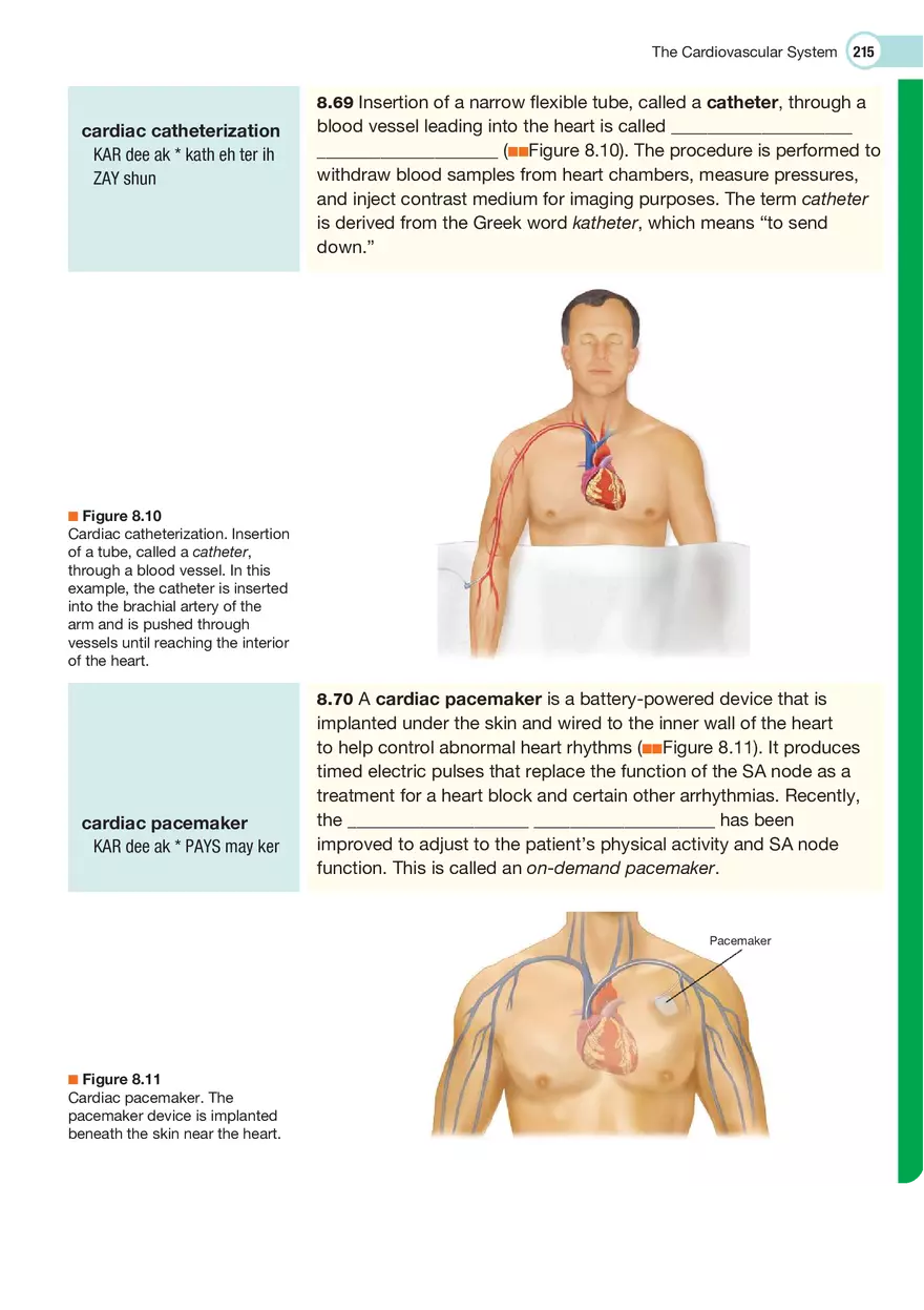 The Cardiovascular System Medical Terminology - Page 17