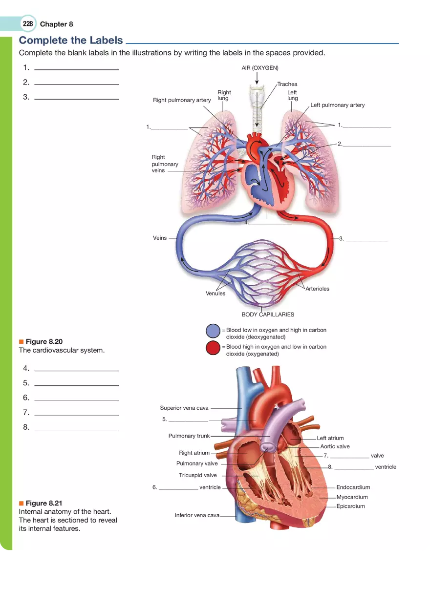 The Cardiovascular System Medical Terminology - Page 31