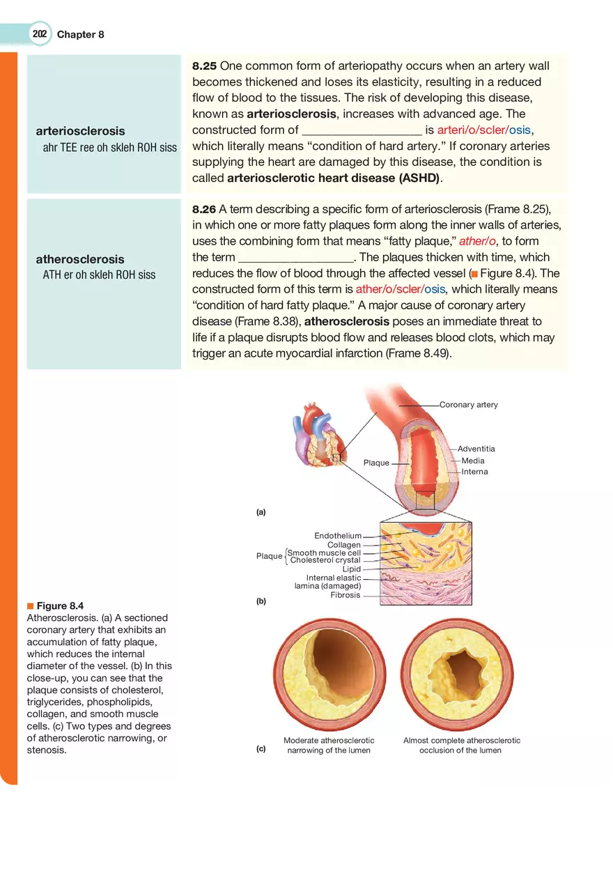 The Cardiovascular System Medical Terminology - Page 3