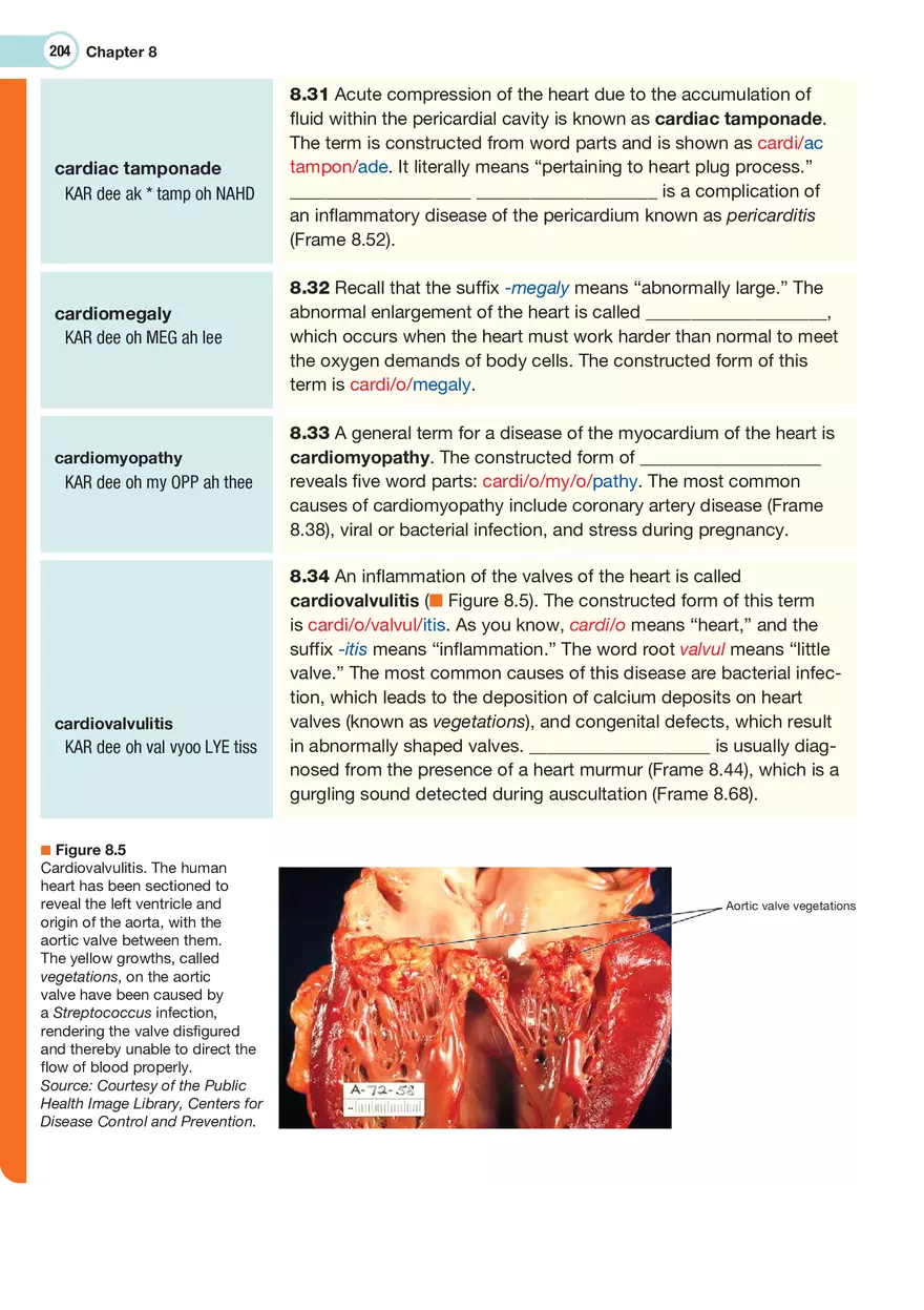 The Cardiovascular System Medical Terminology - Page 5