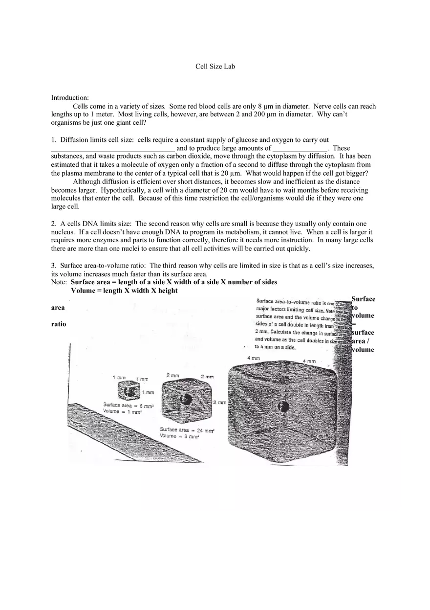 Lab Cell Size - Page 1