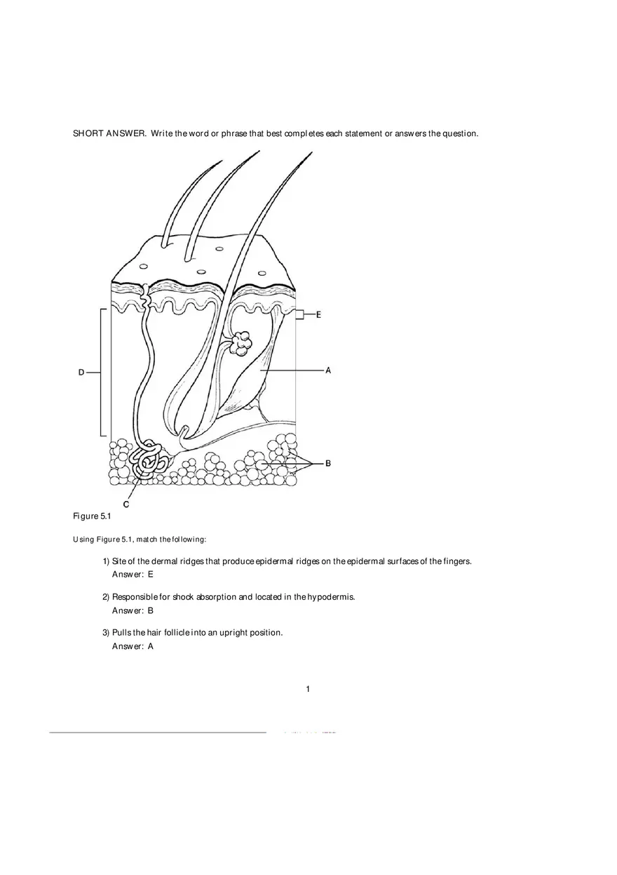 Components of Photosystems Answer Key - Page 1