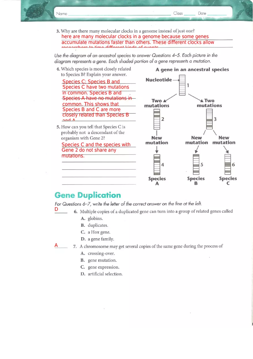Genes and Variation Chapter 17 Study Guide - Page 5