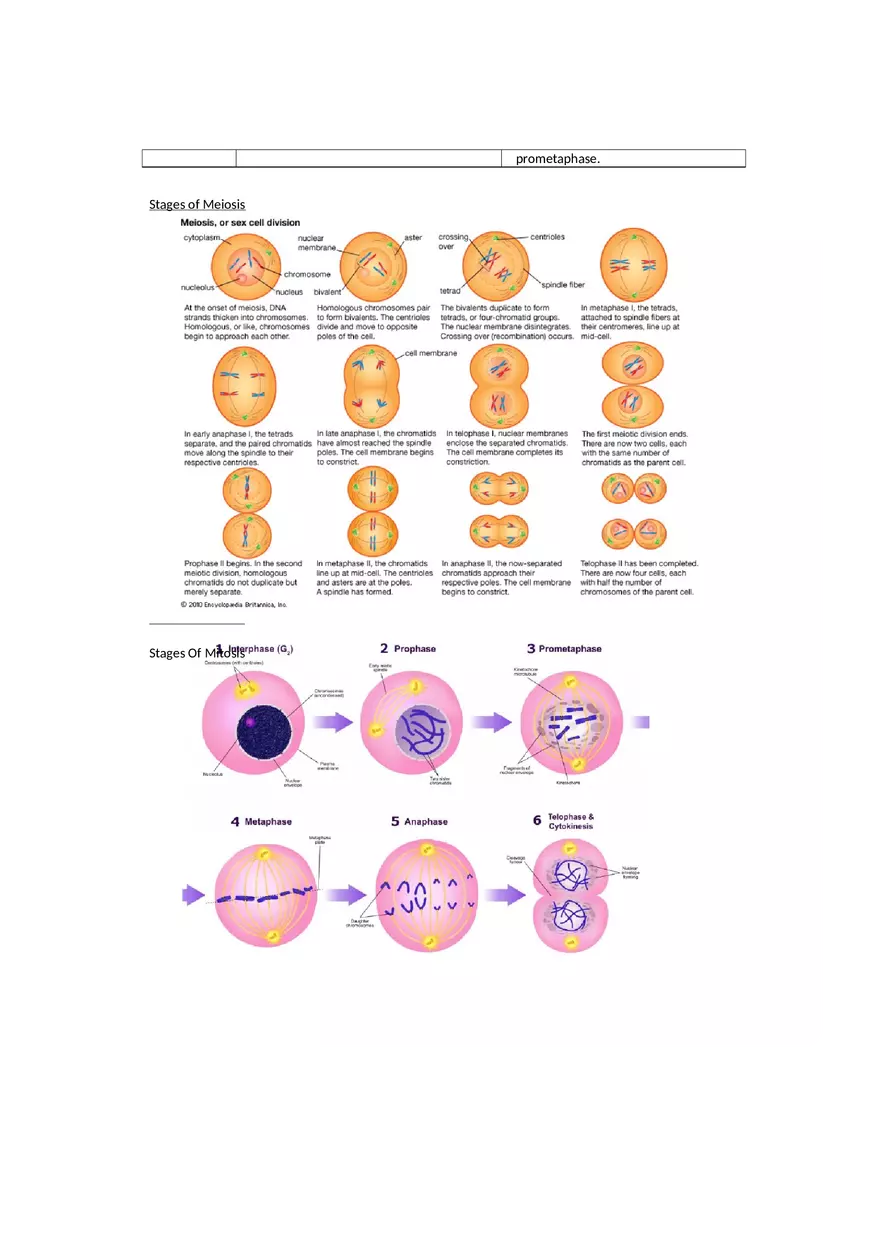 Meiosis and Mitosis Biology Assignment - Page 2