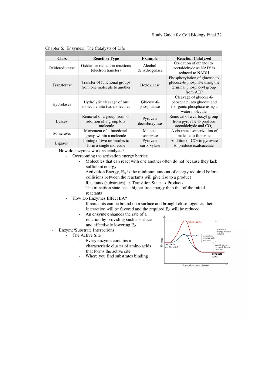 Study Guide for Cell Biology Final Part 2 - Page 14