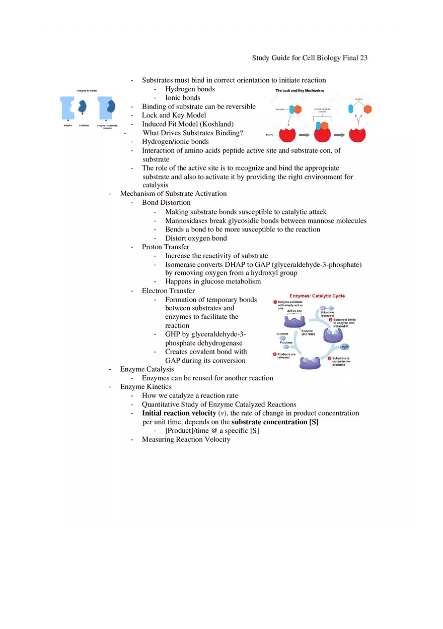 Study Guide for Cell Biology Final Part 2 - Page 3