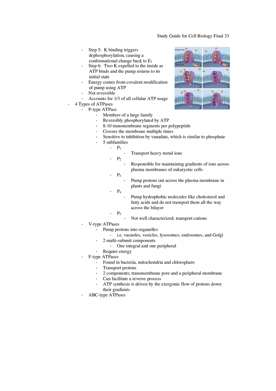 Study Guide for Cell Biology Final Part 3 - Page 10