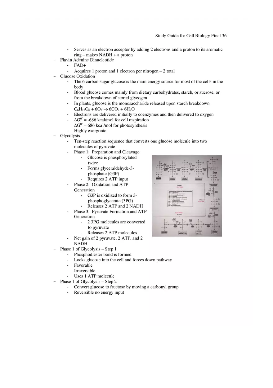 Study Guide for Cell Biology Final Part 3 - Page 13