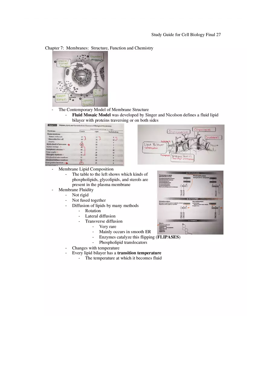 Study Guide for Cell Biology Final Part 3 - Page 1