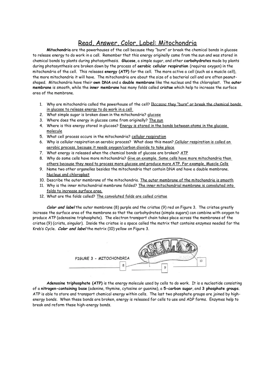 Cellular Respiration Mitochondria Worksheet - Page 1