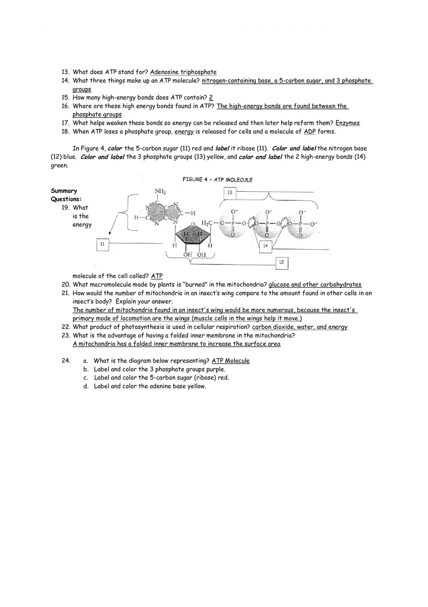 Cellular Respiration Mitochondria Worksheet - Page 2