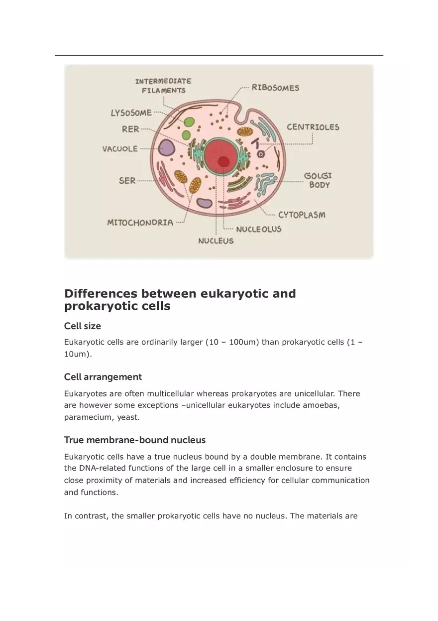 Eukaryotic and Prokaryotic Cells Similarities and Differences - Page 3