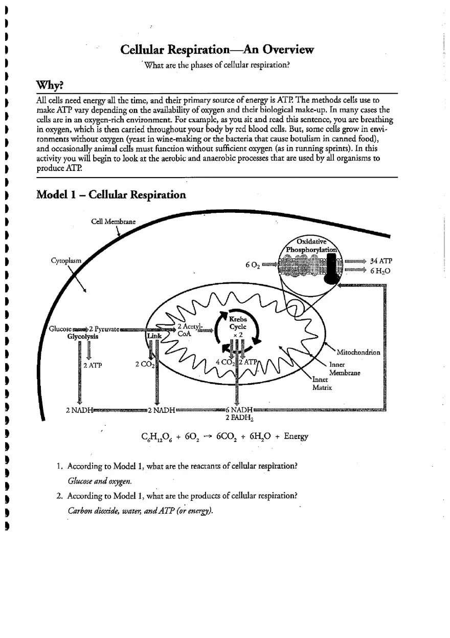 Cellular Respiration (Answer) - Page 1