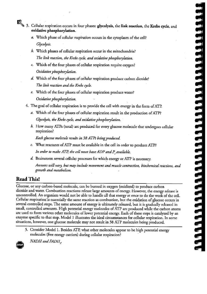 Cellular Respiration (Answer) - Page 2